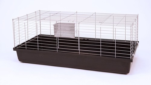 Cage per porcellini india - per, d'india