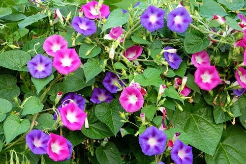 Campanella ipomea mix - ipomea,,