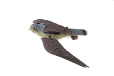 Stampo FALCHETTO con ali