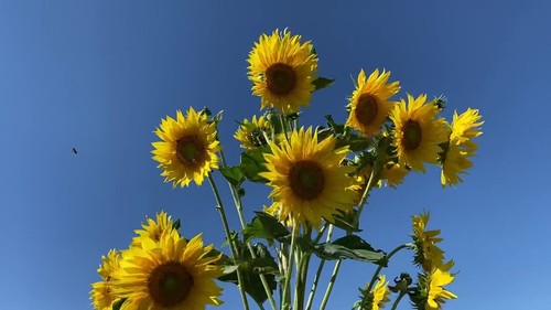 Semi girasole multifiore - 20,