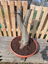 BONSAI XL CARPINO BIANCO!!!DA