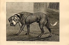 Stampa antica CANE MASTINO