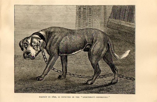 Stampa antica cane mastino - stampa,