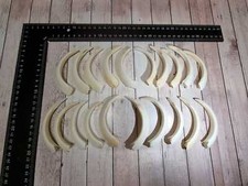 TOP vero denti di cinghiale