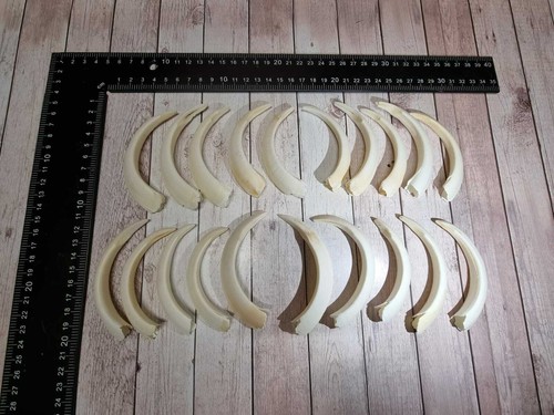 Top vero denti - top, di