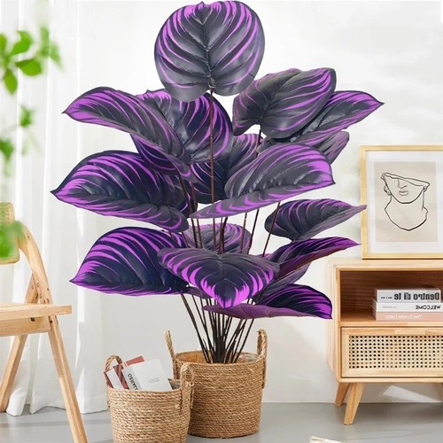 Grande pianta monstera - grande, di