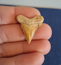Fossil Shark Tooth -