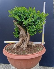 Bonsai Buxus Sempervirens Pre