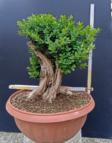 Bonsai buxus sempervirens - bonsai, pre