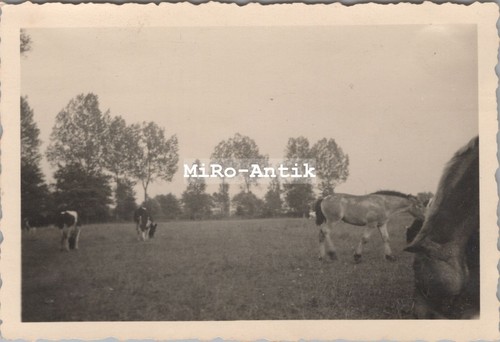 Foto ww2 cavalli pascolo - foto,, ww2,