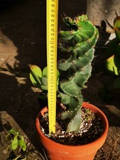  CEREUS  FORBESII SPIRALIS  