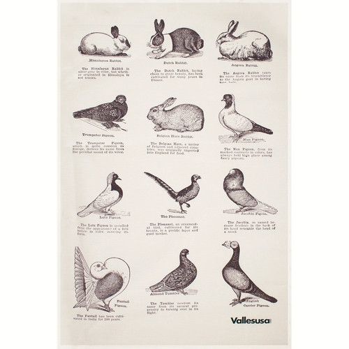 Canovaccio cucina vallesusa - cucina,