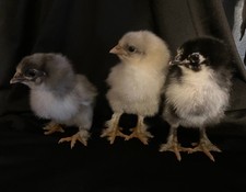 Bbs marans fertile eggs - 12+,