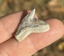 Fossile dente di squalo tigre
