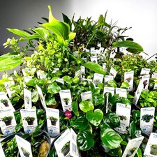 Assortimento piante per Guppy