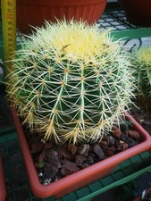 Echinocactus grusonii - echinocactus,