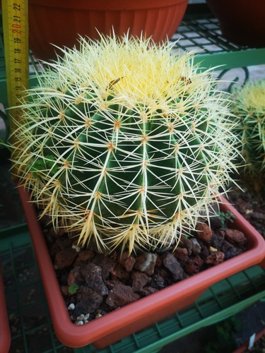 Echinocactus grusonii - echinocactus,