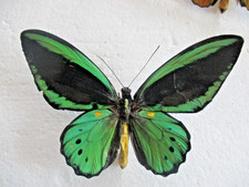 Entomologie Papilionidae Ornithoptera priamus priamus Mâle Ceram