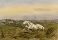 Dipinto acquerello cavalli - , al