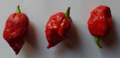 7pot lucy polvere - 7pot, peperoncino