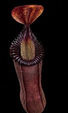 Nepenthes Hamata X Edwardsiana