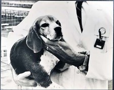 Foto vintage Beagle Università della California Ft 35394 - Stampa 30x40 cm
