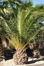 Pianta giovane palma da