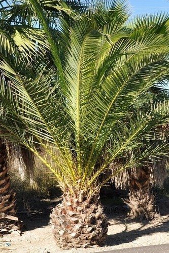 Pianta giovane palma - , da