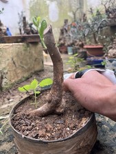 Bonsai  Olivastro Come In Foto