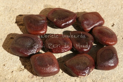 Tamarindo tamarindus indica - tamarindo,