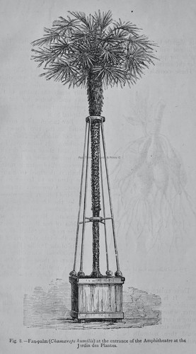 C1872 antica stampa - figuer, fan