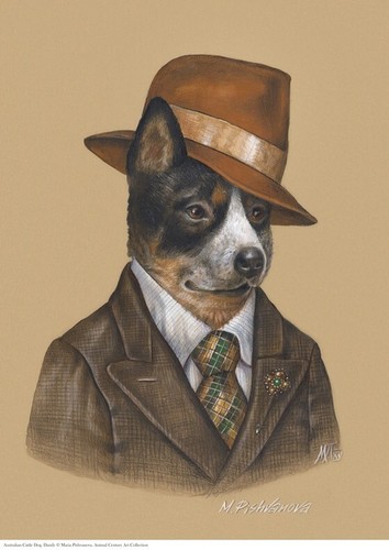 Australian cattle dog - cattle, a3
