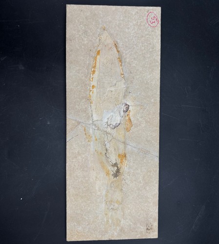 Plesioteuthis prisca fossil - prisca,