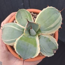 Agave parryi f.  MARGINATA