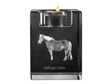 Haflinger puledri supporto - haflinger,