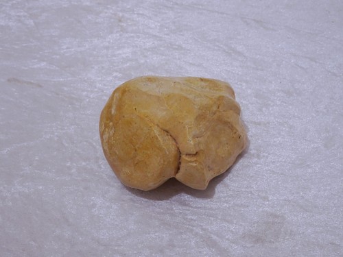 Sevarb fossile conchiglia - fossile,