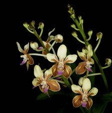 Vanda lamellata v. remediosae