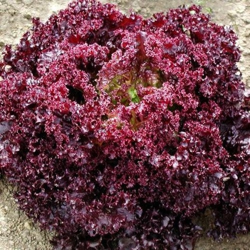 Lattuga rossa riccia - rossa,