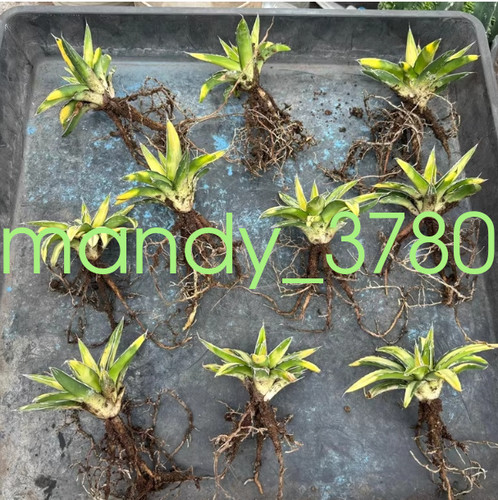 Agave victoriae reginae var - victoriae-reginae,