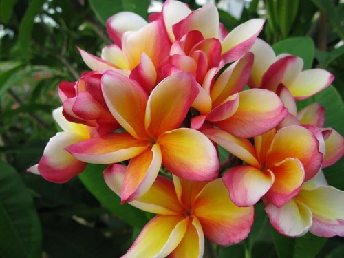 Semi plumeria paradise - di,