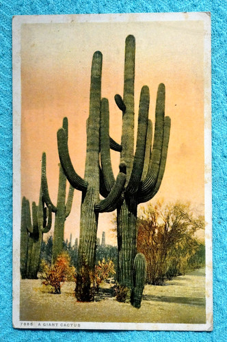 Cactus gigante - cactus,