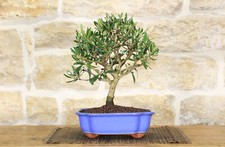 Bonsai olivo vaso a - olivo, in