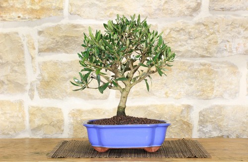 Bonsai olivo vaso a - olivo,
