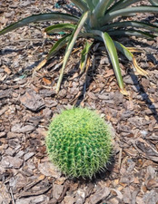 Cactus a botte artificiale 6".