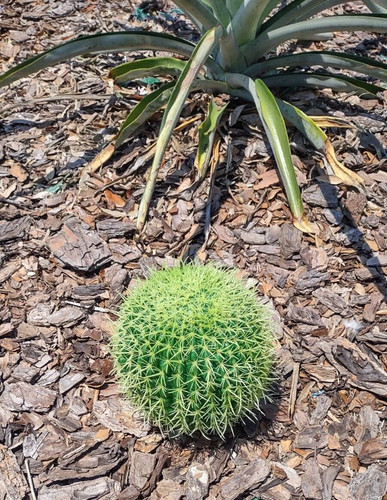 Cactus botte artificiale - cactus, a