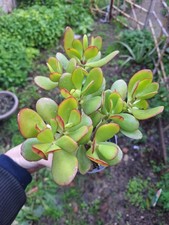 Crassula Ovata Vaso 12cm