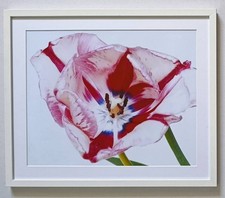 Nobuyoshi Araki from Flowera 2002 iris print 40x50 cm 