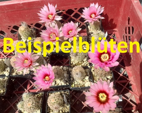 Pezzi echinocereus fitchii - echinocereus,