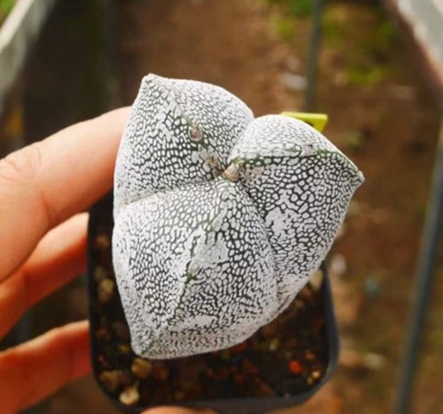 Astrophytum myriostigma