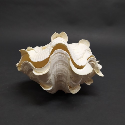 Conchiglia tridacna naturale - conchiglia,